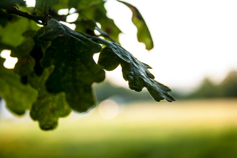 %_tempFileNameIMG_5796%